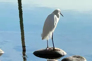 625 Leisure World, Mesa, AZ 85206 - Photo 24