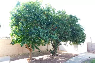 10458 E El Moro Ave, Mesa, AZ 85208 - Photo 16