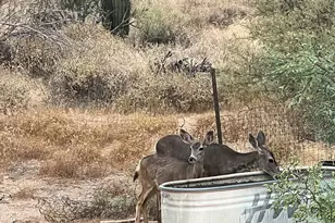 26630 N 162 St, Scottsdale, AZ 85262 - Photo 42