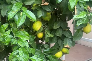 11425 E University Dr, Apache Junction, AZ 85120 - Photo 18