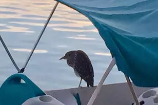 20346 N 109th Ln, Peoria, AZ 85373 - Photo 28