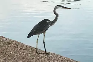 20346 N 109th Ln, Peoria, AZ 85373 - Photo 44