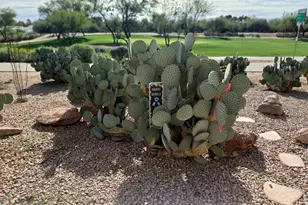 7949 E Joshua Tree Ln, Scottsdale, AZ 85250 - Photo 6