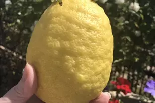 13055 W Cliffrose Rd, Peoria, AZ 85383 - Photo 24