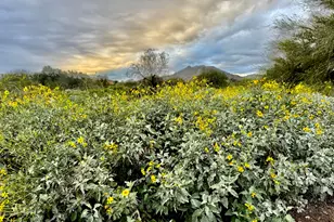 3467 N Hooper St, Buckeye, AZ 85396 - Photo 70