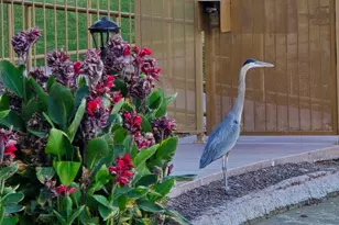 2511 W Queen Creek Rd, Chandler, AZ 85248 - Photo 62