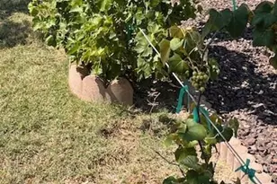 8708 W Golden Ln, Peoria, AZ 85345 - Photo 6