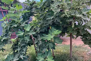 14764 S Amado Blvd, Arizona City, AZ 85123 - Photo 56