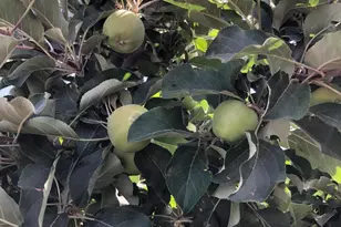 14764 S Amado Blvd, Arizona City, AZ 85123 - Photo 58