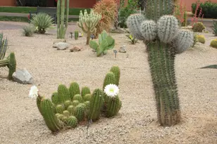 4303 E Cactus Rd, Phoenix, AZ 85032 - Photo 36