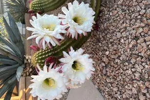 4852 E Barwick Dr, Cave Creek, AZ 85331 - Photo 4