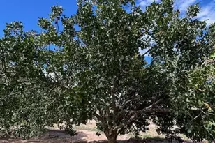 1144 W Edwards Ln, Benson, AZ 85602 - Photo 30