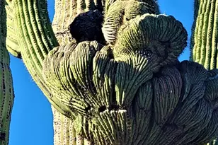 35636 N 142nd Pl, Scottsdale, AZ 85262 - Photo 90