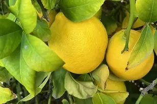 3770 E Iris Dr, Chandler, AZ 85286 - Photo 62