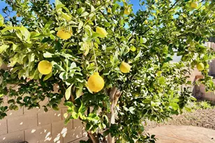 1701 E Yukon Dr, Phoenix, AZ 85024 - Photo 40