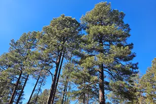 940 N 46th Dr, Show Low, AZ 85901 - Photo 32