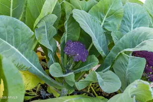 2519 E Rawhide St, Gilbert, AZ 85296 - Photo 20