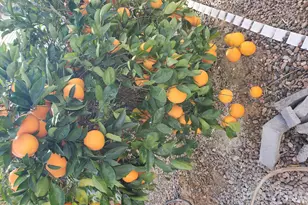 7750 E Broadway Rd, Mesa, AZ 85208 - Photo 10