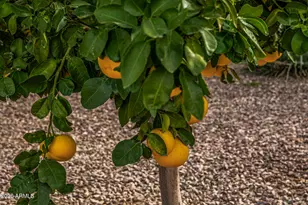 25614 W Melanie Dr, Wittmann, AZ 85361 - Photo 78