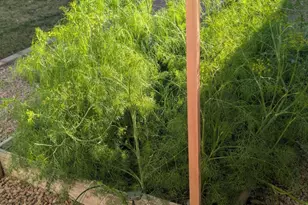 1871 E Buffalo St, Chandler, AZ 85225 - Photo 24