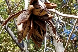 5116 W La Mirada Dr, Laveen, AZ 85339 - Photo 26