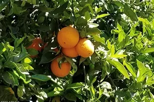 5116 W La Mirada Dr, Laveen, AZ 85339 - Photo 28