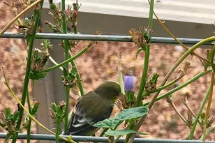 102 N 9th St, Cottonwood, AZ 86326 - Photo 30