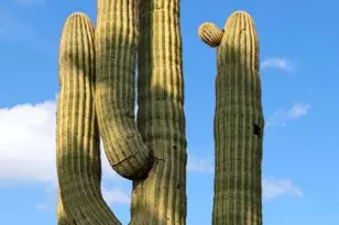 5716 E Desert Vista Trail, Cave Creek, AZ 85331 - Photo 64