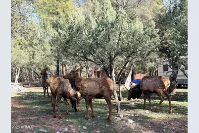 6870 W Robbin Lane, Pine, AZ 85544 - Photo 38