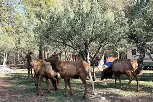 6870 W Robbin Ln, Pine, AZ 85544 - Photo 38