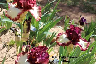 6405 W Pine Cone Trail, Pine, AZ 85544 - Photo 60