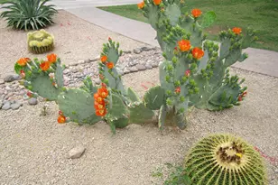 4303 E Cactus Rd, Phoenix, AZ 85032 - Photo 34