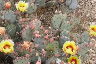 4303 E Cactus Rd, Phoenix, AZ 85032 - Photo 32