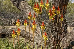 34068 N 79th Way, Scottsdale, AZ 85266 - Photo 100