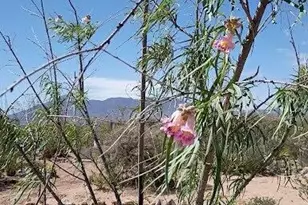 3644 W Vista Del Viejo, Bisbee, AZ 85603 - Photo 58