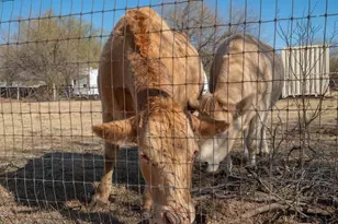 10219 W Southern Ave, Tolleson, AZ 85353 - Photo 12
