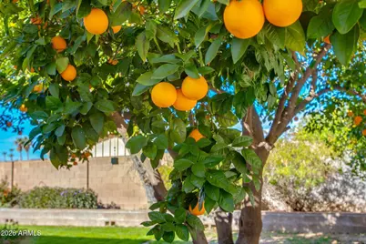 1520 W Aster Drive, Phoenix, AZ 85029 - Photo 58