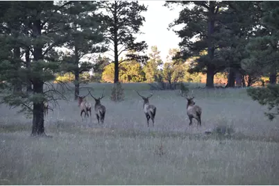 37 N Crn 1330 Road #19, Greer, AZ 85927 - Photo 6