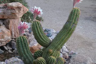 50602 N US Hwy 60 Ave, Wickenburg, AZ 85390 - Photo 136