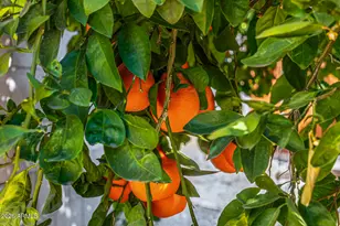 6726 North 11th St, Phoenix, AZ 85014 - Photo 48