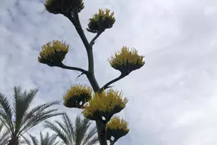 7300 N Dreamy Draw Dr, Phoenix, AZ 85020 - Photo 34