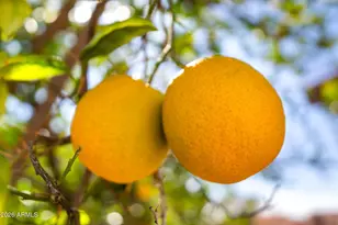 1339 Leisure World, Mesa, AZ 85206 - Photo 54