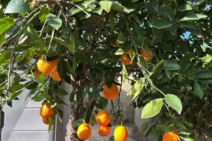 18802 N 36th Pl, Phoenix, AZ 85050 - Photo 12