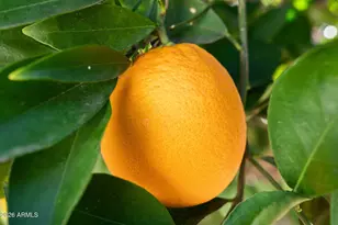 965 Leisure World, Mesa, AZ 85206 - Photo 20