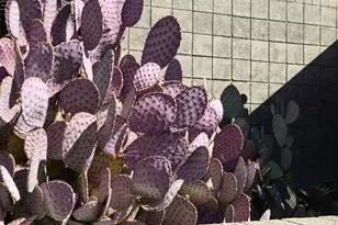 3126 N 6th Ave, Phoenix, AZ 85013 - Photo 56