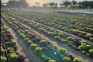 4602 S Flare, Mesa, AZ 85212 - Photo 98