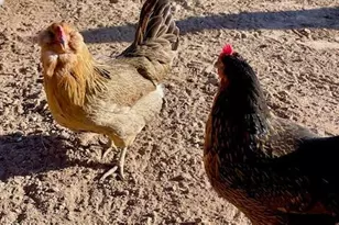 19103 E Via De Arboles --, Queen Creek, AZ 85142 - Photo 34