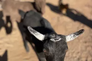 19103 E Via De Arboles --, Queen Creek, AZ 85142 - Photo 30