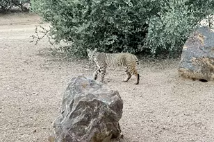 13906 E Montello Rd, Scottsdale, AZ 85262 - Photo 96