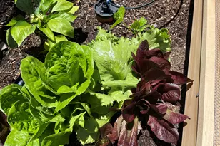 39291 Lake Mary Rd, Happy Jack, AZ 86024 - Photo 40